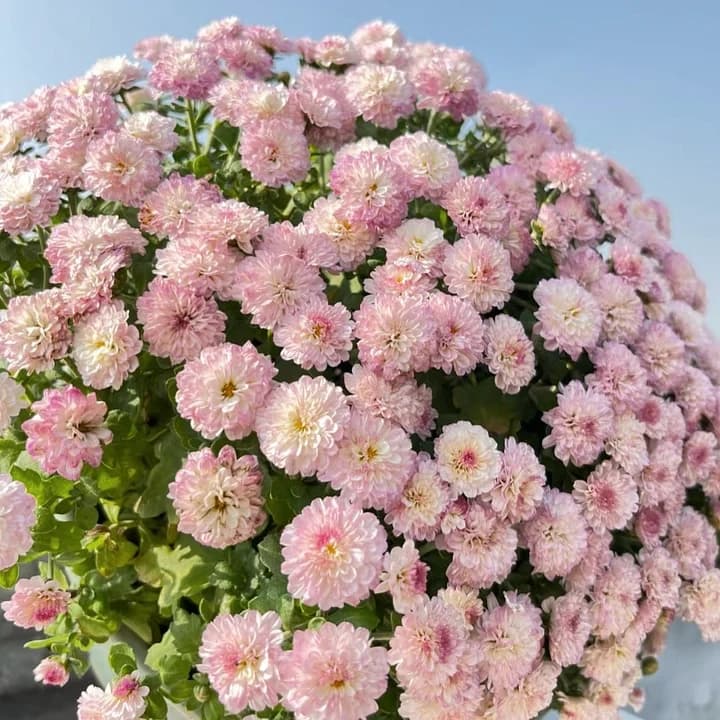 Colorful Candy Chrysanthemum Seeds - Alt