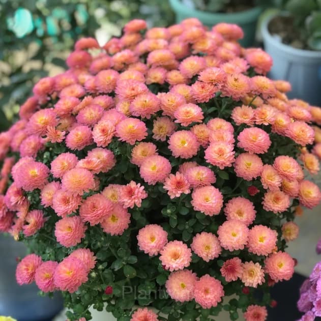 Colorful Candy Chrysanthemum Seeds - View 4