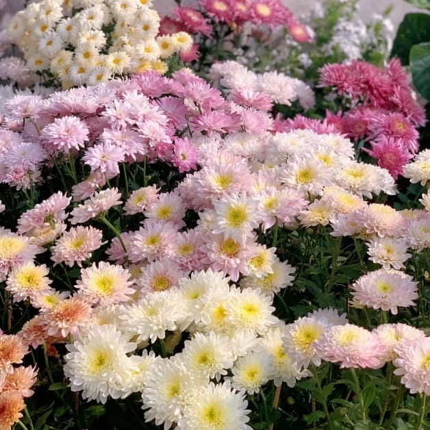 Colorful Candy Chrysanthemum Seeds - View 6