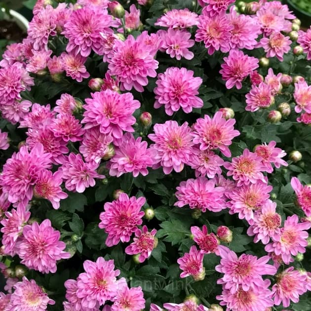 Colorful Candy Chrysanthemum Seeds - View 7