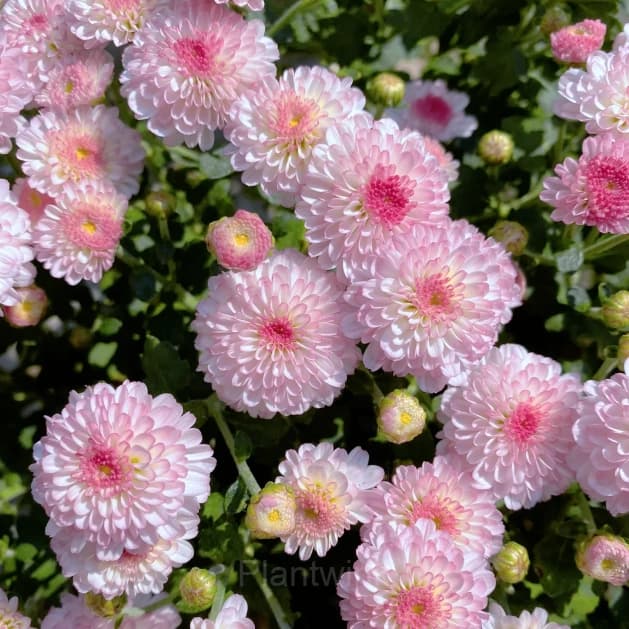 Colorful Candy Chrysanthemum Seeds - View 9