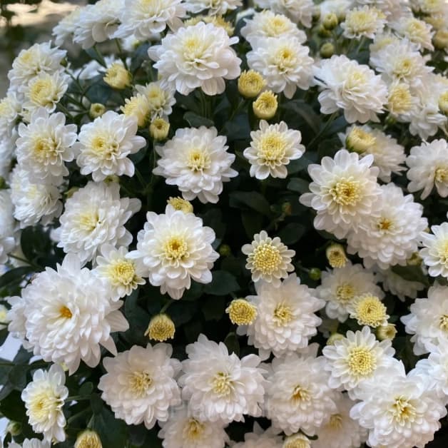 Colorful Candy Chrysanthemum Seeds - View 11