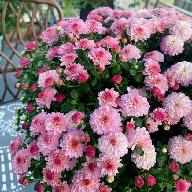 Colorful Candy Chrysanthemum Seeds - View 12
