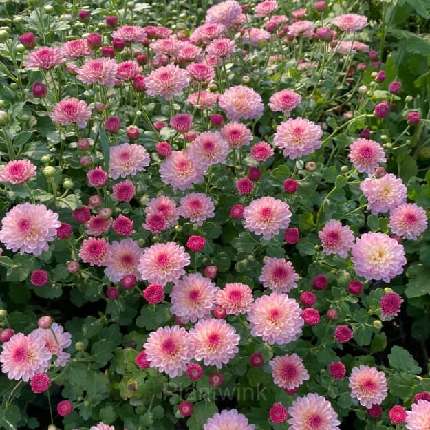 Colorful Candy Chrysanthemum Seeds - View 13