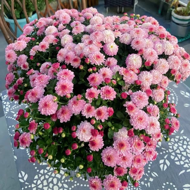 Colorful Candy Chrysanthemum Seeds - View 14