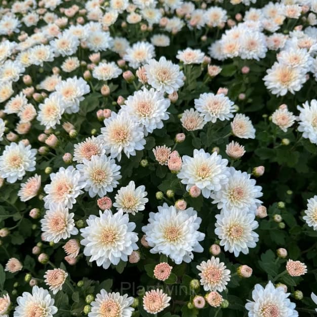 Colorful Candy Chrysanthemum Seeds - View 16