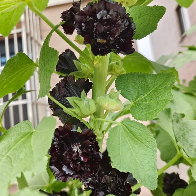 Double Hollyhock Seeds - Alt