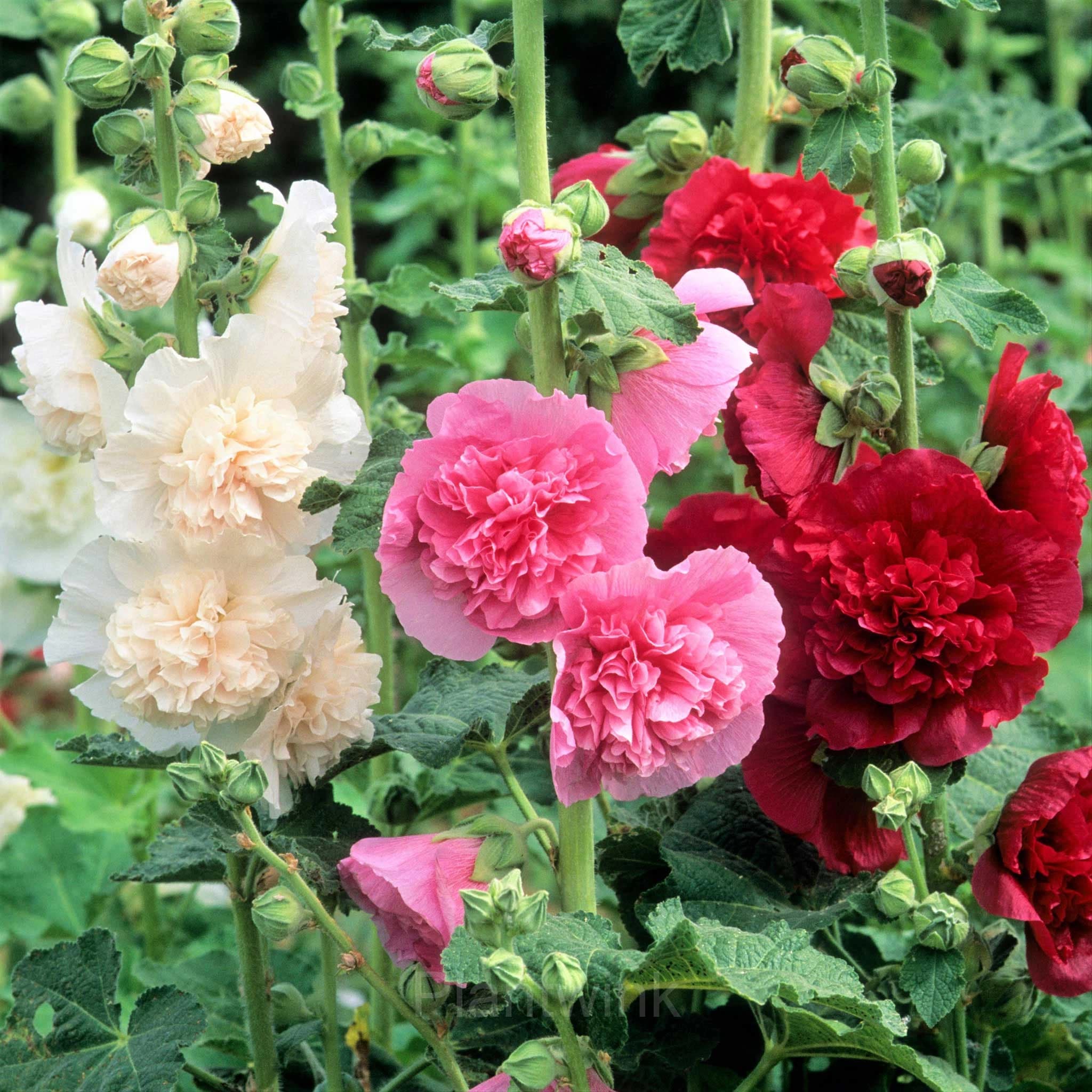 Double Hollyhock Seeds - Main