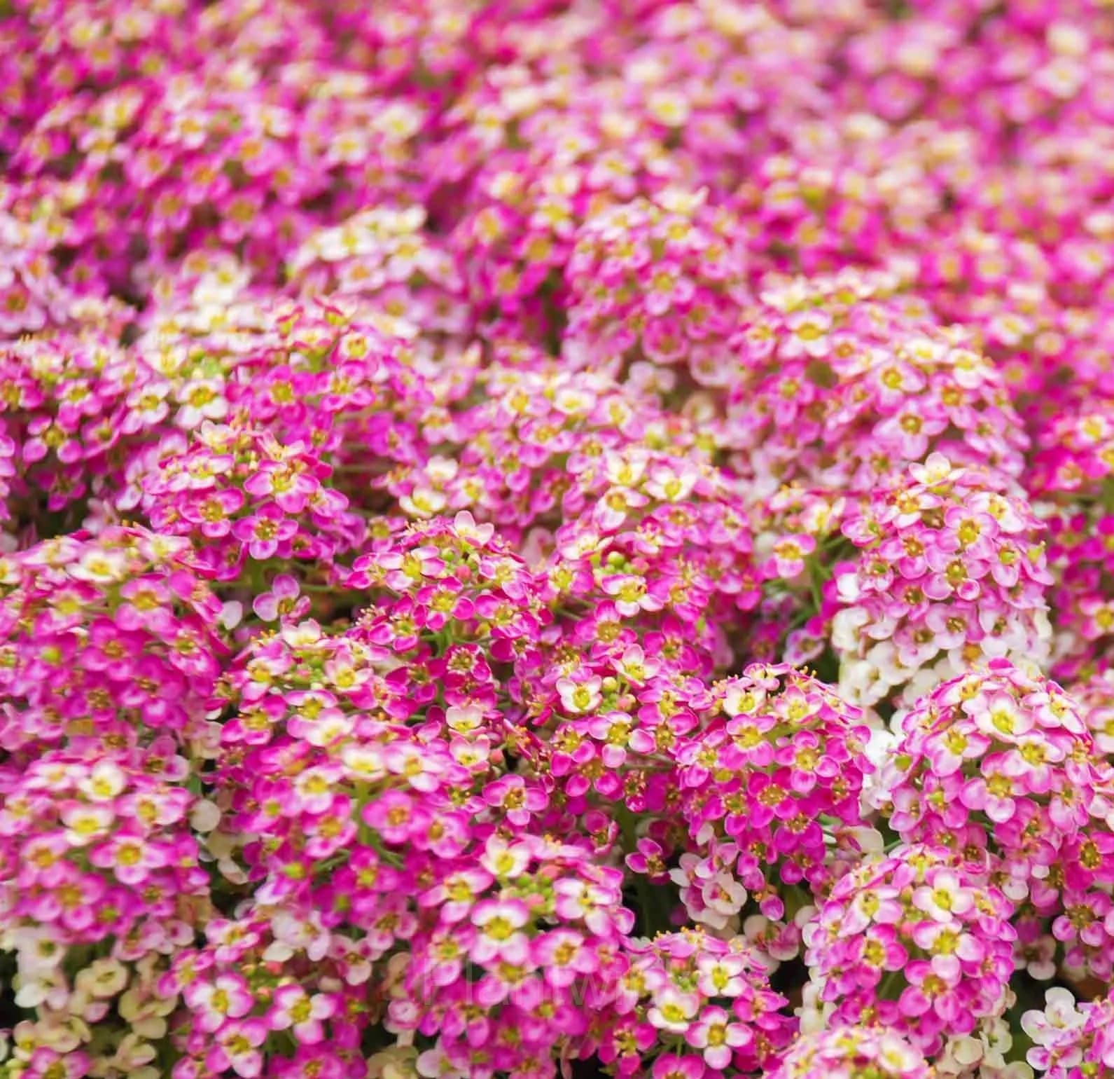 Mixed Color Sweet Alyssum Seeds - View 3