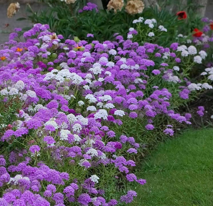 Mixed Color Sweet Alyssum Seeds - View 4