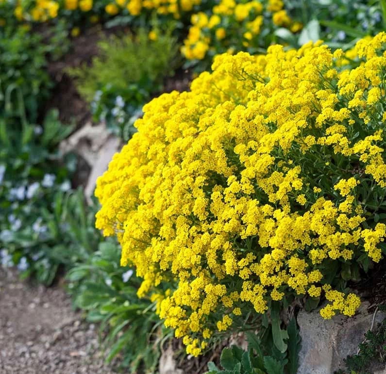 Mixed Color Sweet Alyssum Seeds - View 5