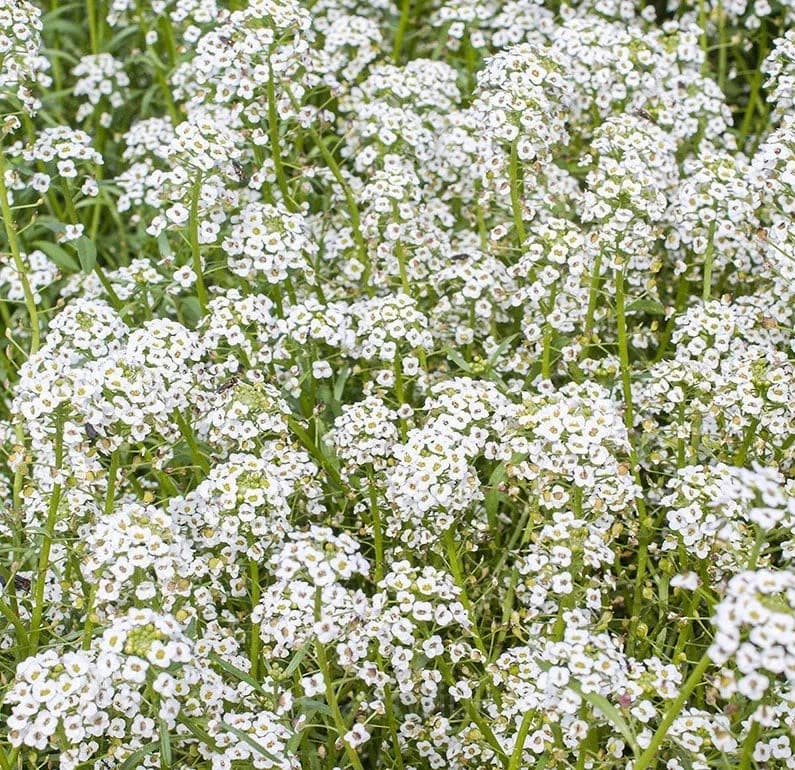 Mixed Color Sweet Alyssum Seeds - View 7