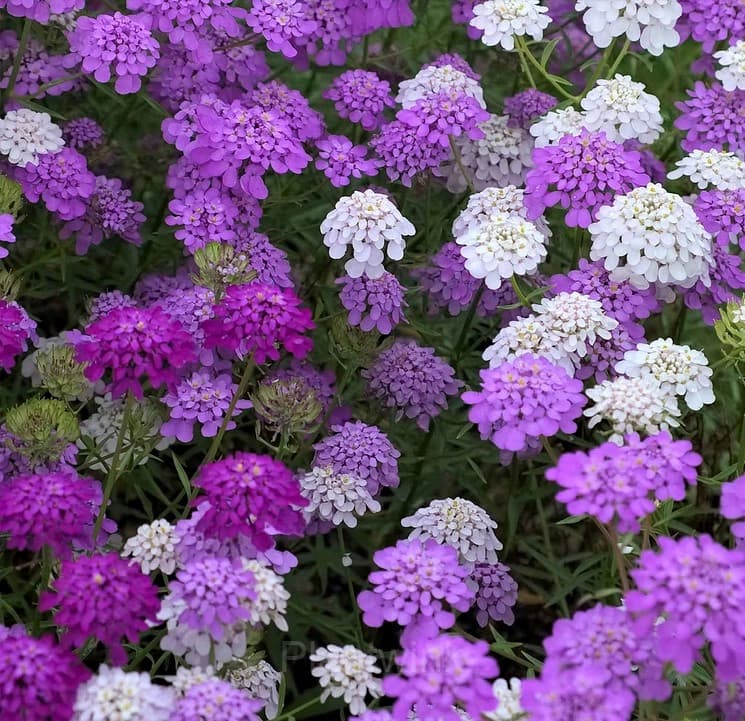 Mixed Color Sweet Alyssum Seeds - View 8