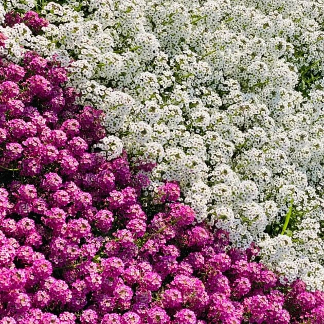 Mixed Color Sweet Alyssum Seeds - Alt