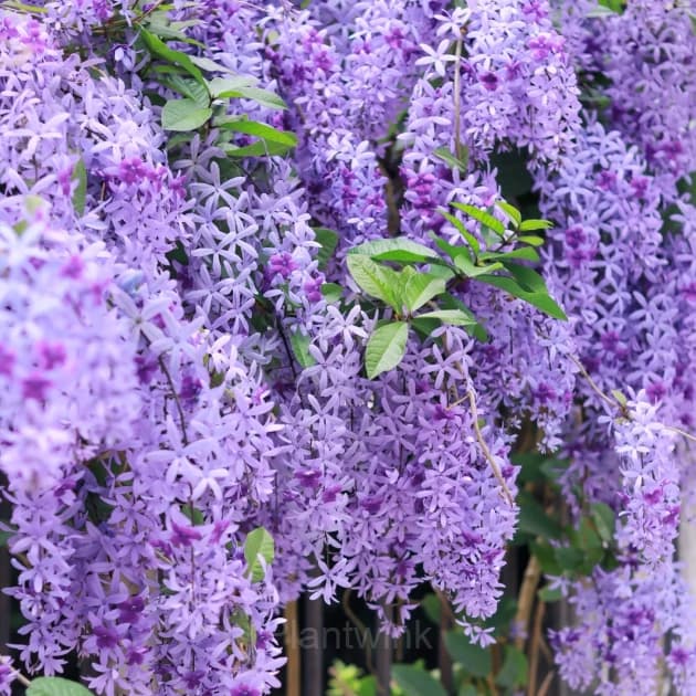 Sandpaper Vine Seeds – Queen’s Wreath - Alt