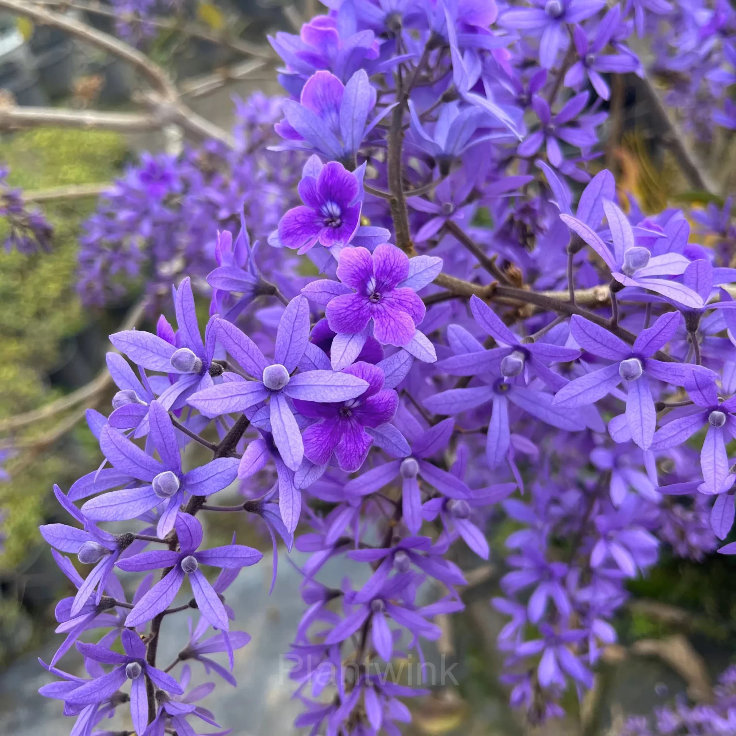 Sandpaper Vine Seeds – Queen’s Wreath - Main