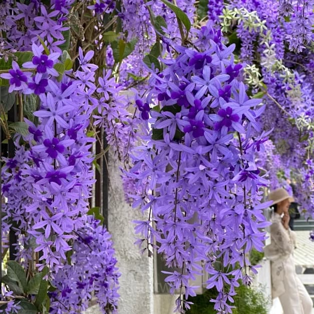 Sandpaper Vine Seeds – Queen’s Wreath - View 3