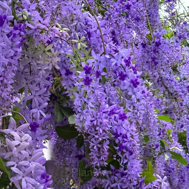 Sandpaper Vine Seeds – Queen’s Wreath - View 4