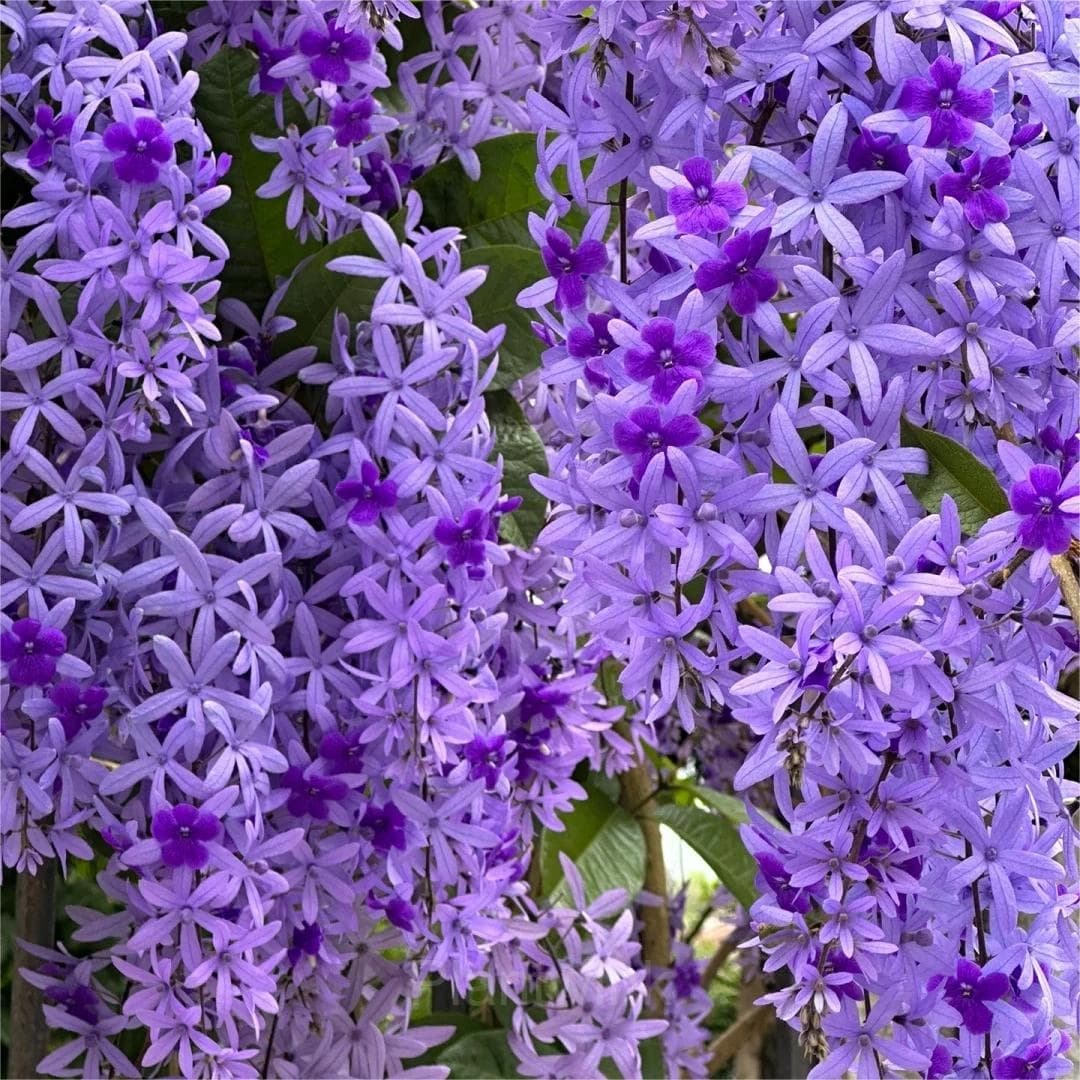 Sandpaper Vine Seeds – Queen’s Wreath - View 5