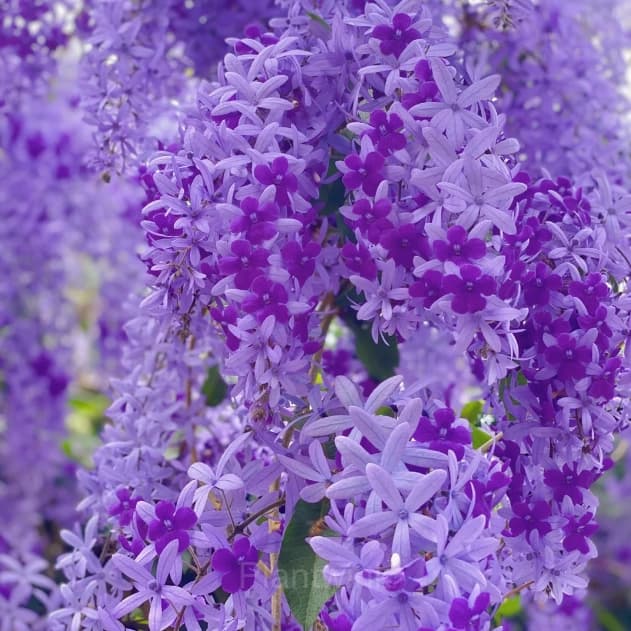 Sandpaper Vine Seeds – Queen’s Wreath - View 6