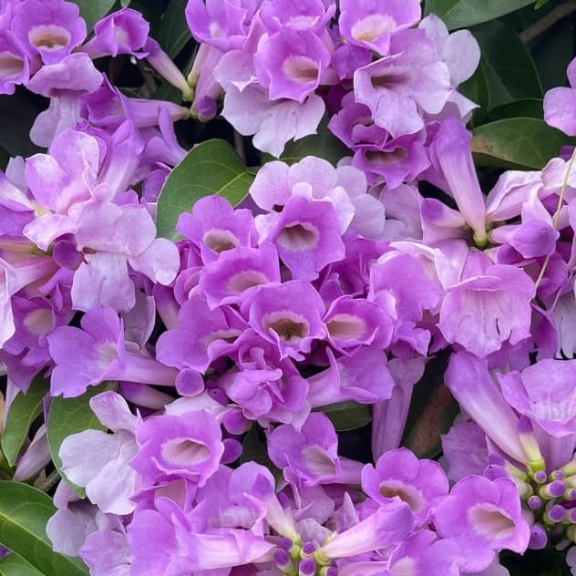 Garlic Vine——Pink and Purple Gradient Ocean - Alt