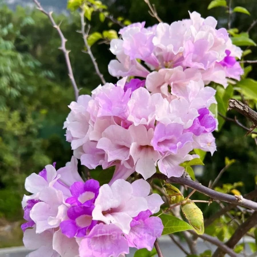 Garlic Vine——Pink and Purple Gradient Ocean - View 3