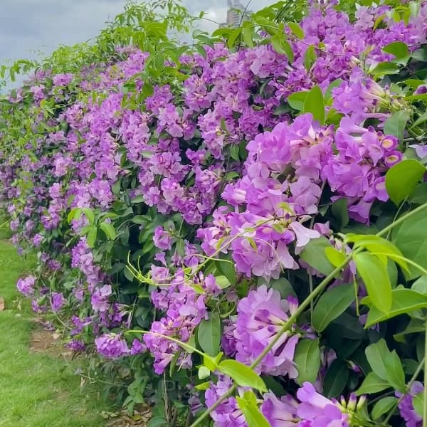 Garlic Vine——Pink and Purple Gradient Ocean - View 4