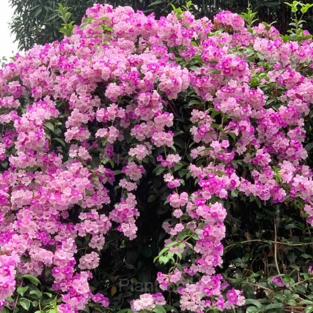 Garlic Vine——Pink and Purple Gradient Ocean - View 5