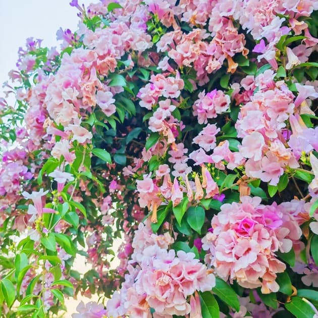 Garlic Vine——Pink and Purple Gradient Ocean - View 6