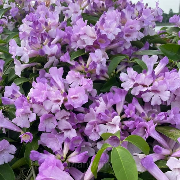 Garlic Vine——Pink and Purple Gradient Ocean - View 7
