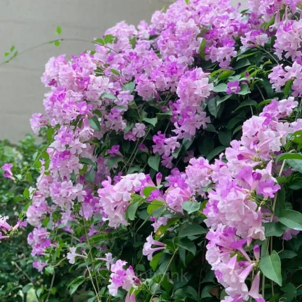 Garlic Vine——Pink and Purple Gradient Ocean - Main