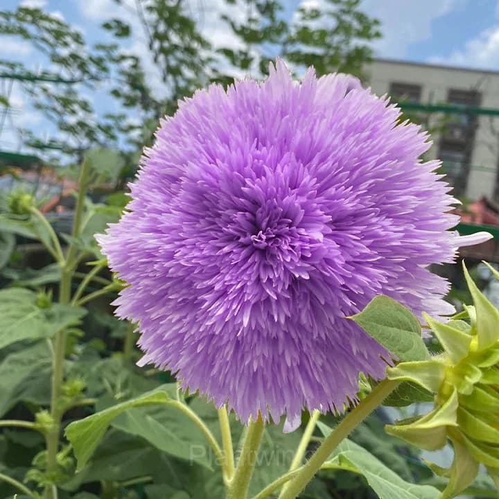 Purple Teddy Bear Sunflower - Alt
