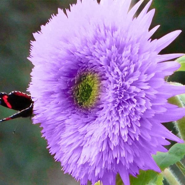 Purple Teddy Bear Sunflower - View 3