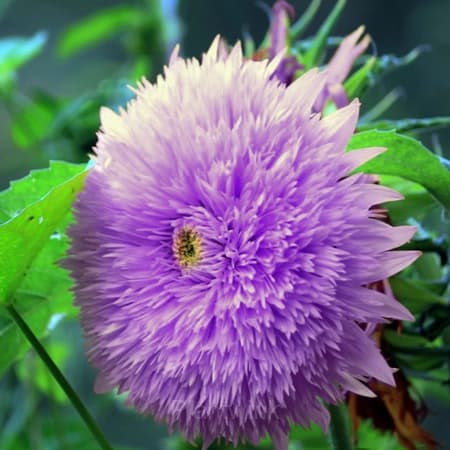 Purple Teddy Bear Sunflower - Main