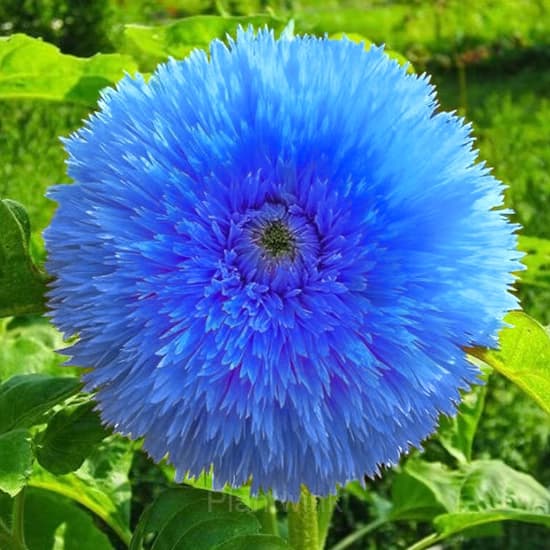 Blue Teddy Bear Sunflower - Main