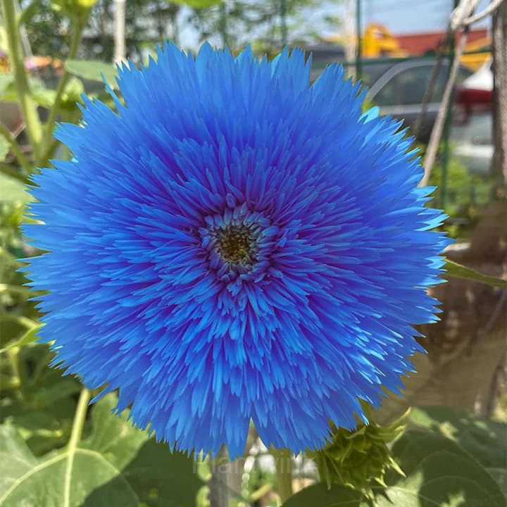 Blue Teddy Bear Sunflower - View 2