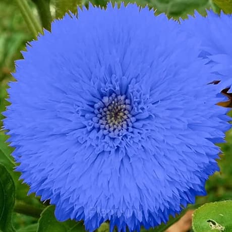 Blue Teddy Bear Sunflower - View 3