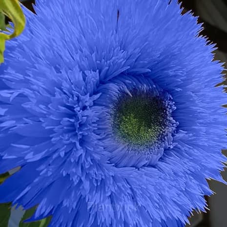 Blue Teddy Bear Sunflower - View 4