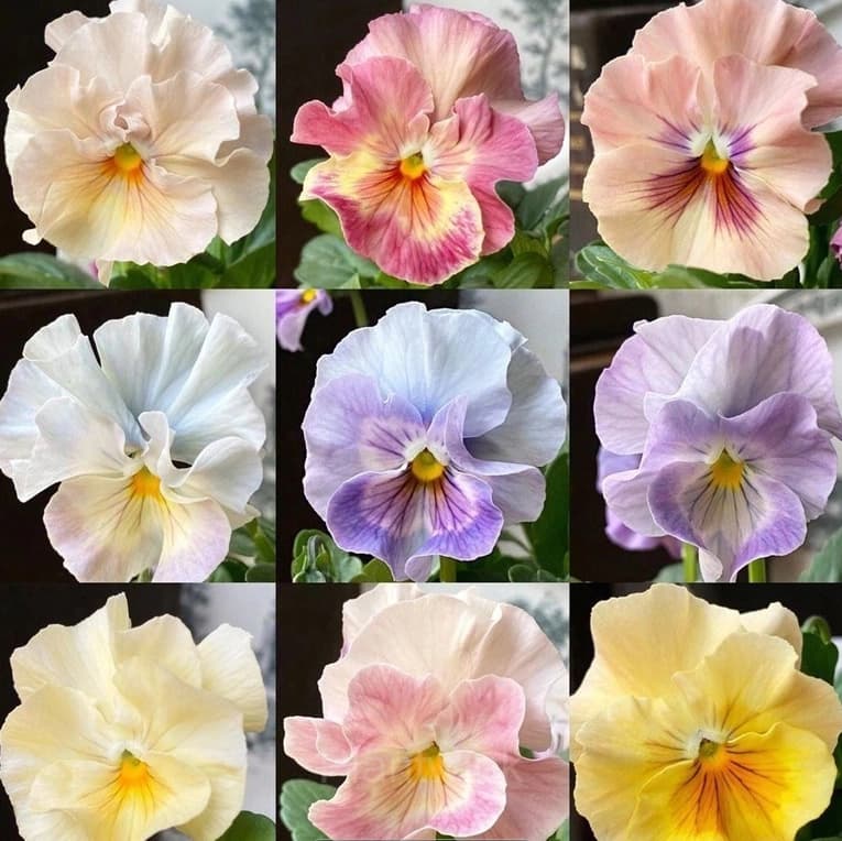 Pansy Summer Elf Mixed Color Seeds - Main
