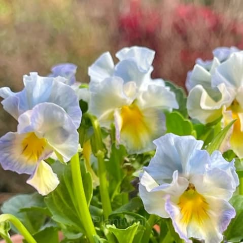 Pansy Summer Elf Mixed Color Seeds - View 2