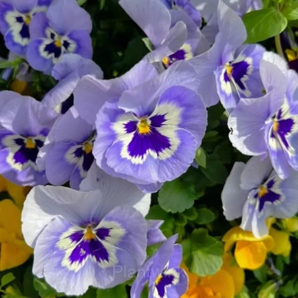 Pansy Summer Elf Mixed Color Seeds - View 3