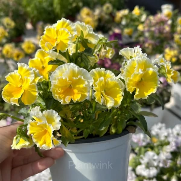 Pansy Summer Elf Mixed Color Seeds - View 4