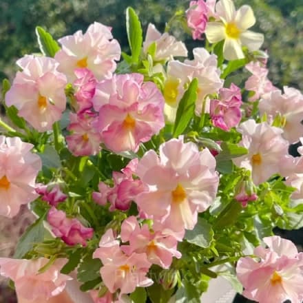 Pansy Summer Elf Mixed Color Seeds - View 5
