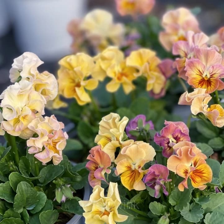 Pansy Summer Elf Mixed Color Seeds - View 6