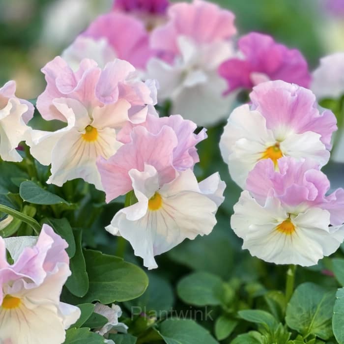 Pansy Summer Elf Mixed Color Seeds - View 7