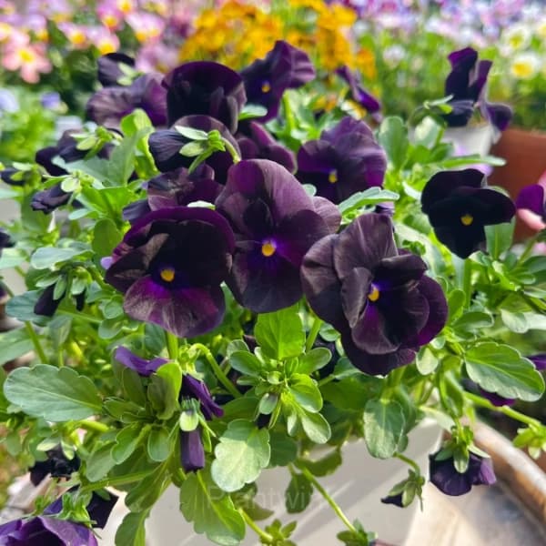 Pansy Summer Elf Mixed Color Seeds - View 8