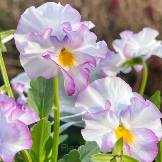 Pansy Summer Elf Mixed Color Seeds - View 9