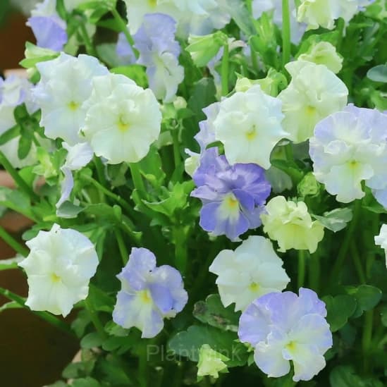 Pansy Summer Elf Mixed Color Seeds - View 10