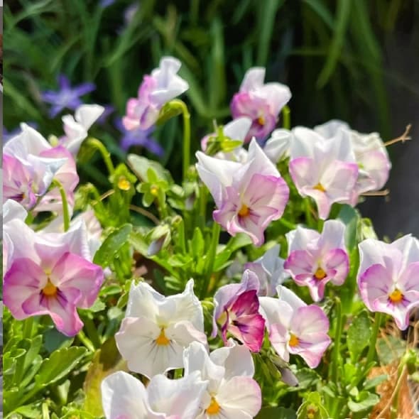 Pansy Summer Elf Mixed Color Seeds - View 11