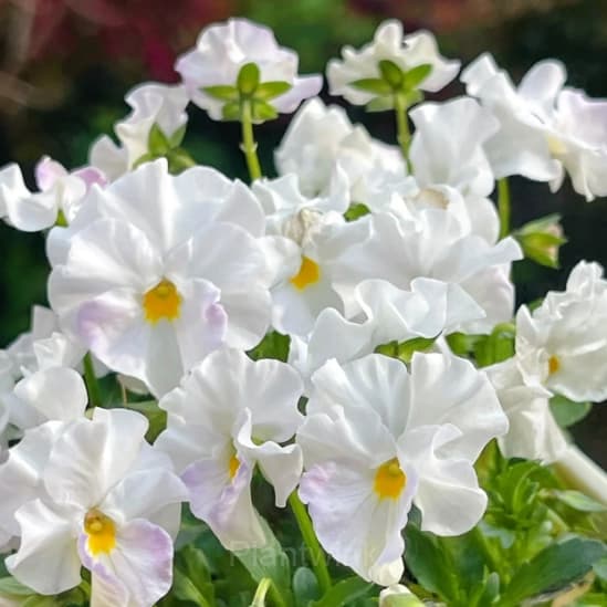 Pansy Summer Elf Mixed Color Seeds - View 12